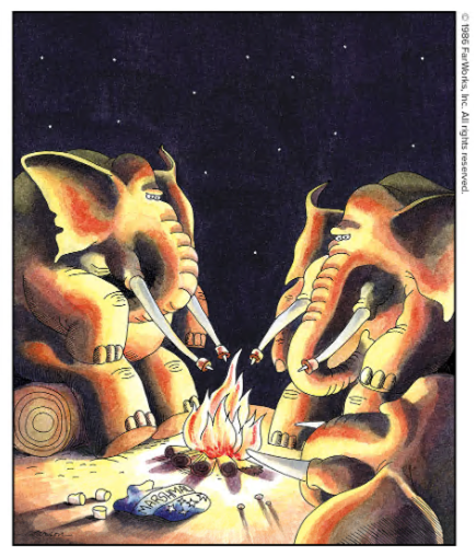 elephant-campfire-0927